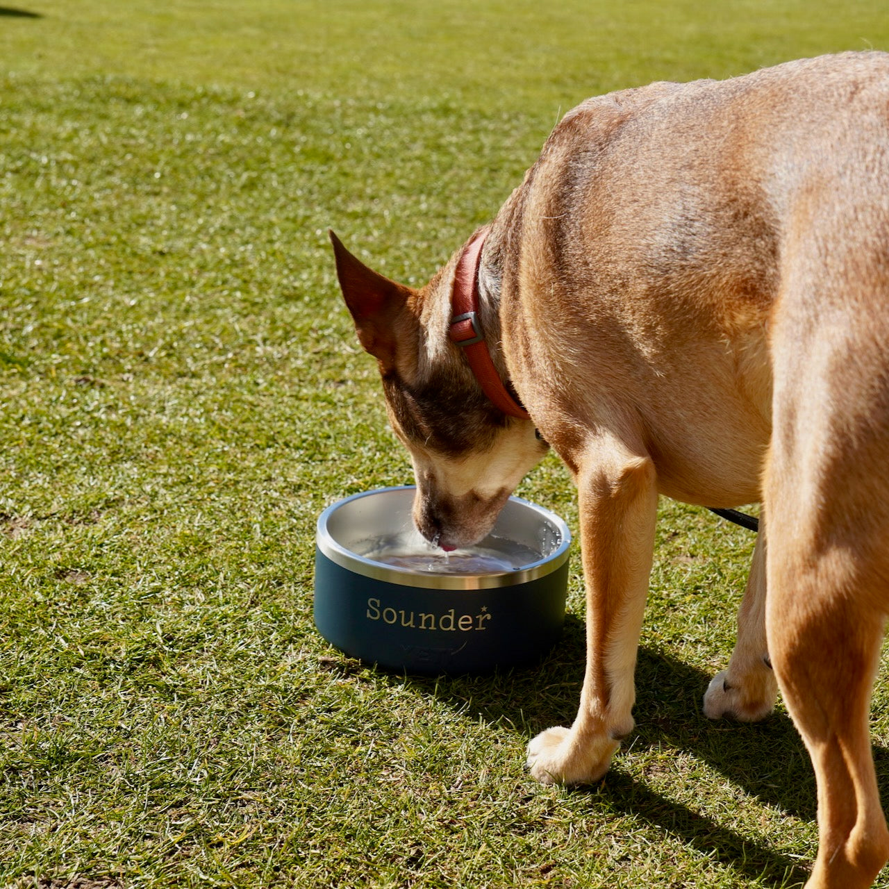 Sounder Golf | Sounder Golf | Accessories for Dogs | Sounder x Yeti Dog Bowl | Dog Bowl